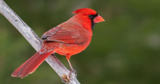 A bright red Northern Cardinal bird perched on a diagonal branch with a blurred green background.