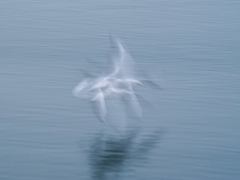 La imagen borrosa muestra un pájaro blanco en movimiento, posiblemente una gaviota, volando bajo sobre aguas tranquilas y azules, su reflejo apenas visible debajo.