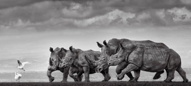 Four rhinos run across open grass, with two birds taking flight nearby. The scene is in black and white, under a dramatic, cloudy sky.