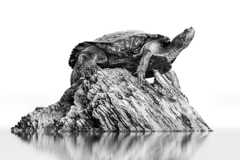 A turtle is perched on a jagged rock above calm water, with its head raised and legs extended. The image is in black and white with a clear reflection in the water below.