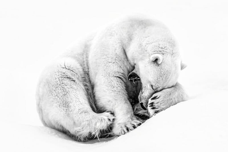 A polar bear sits curled up on snowy ground, with its head resting on its paw in a peaceful, relaxed pose. The white fur of the bear blends softly with the snow, creating a serene, high-contrast scene.