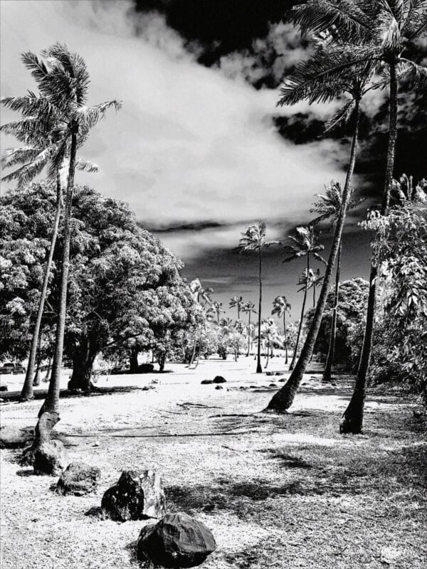 Fotografía en blanco y negro de un paisaje tropical con altas palmeras, follaje exuberante, rocas dispersas y un cielo parcialmente nublado, creando una escena dramática pero tranquila.