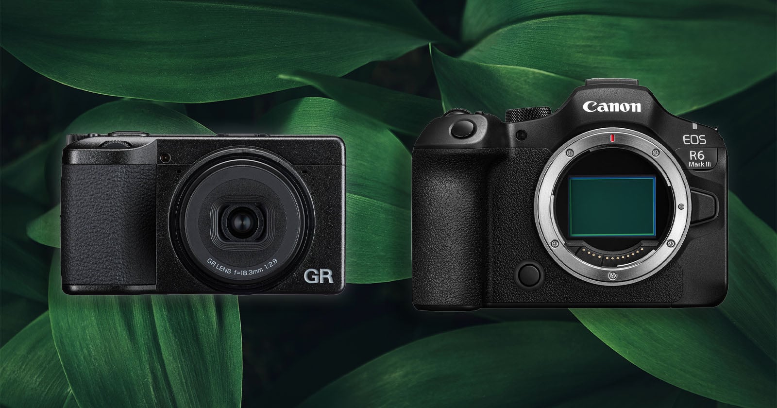 Two black digital cameras, one compact and one larger DSLR, are displayed side by side against a background of large green leaves. The compact camera is on the left, and the larger camera with no lens is on the right.