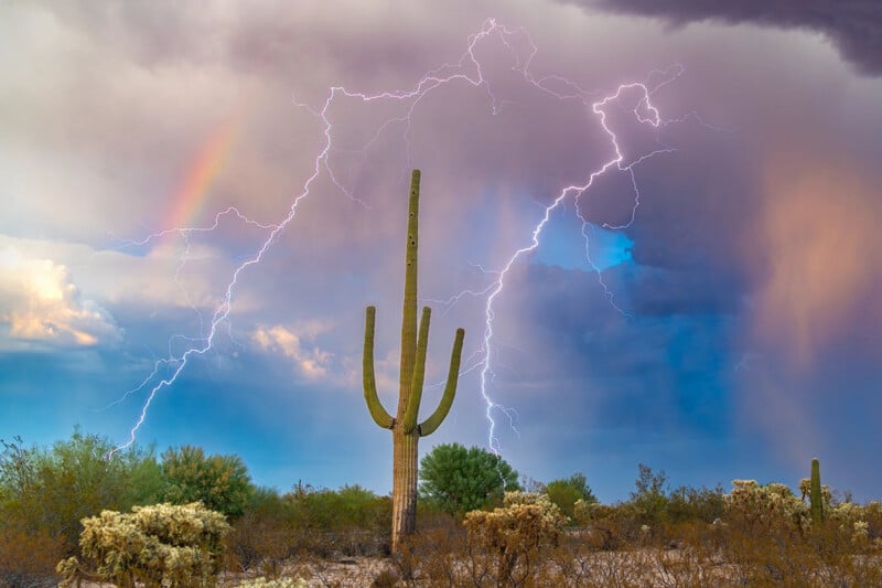 Cactus en el desierto, relámpagos en el cielo.