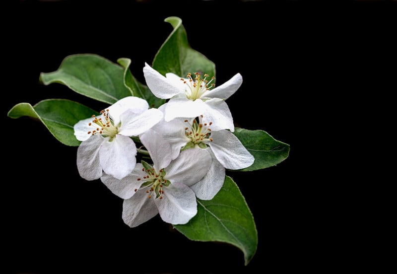 Tres flores de manzano blancas con delicados estambres amarillos y marrones están reunidas, rodeadas de hojas verdes, sobre un fondo negro puro.