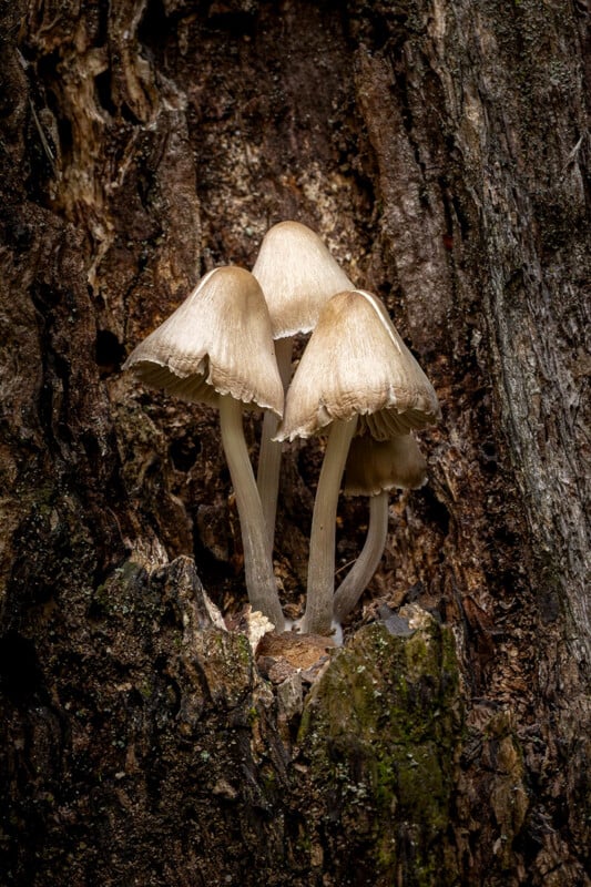 Tres hongos pálidos en forma de paraguas con tallos delgados crecen muy juntos a partir de la corteza del tronco de textura rugosa y están rodeados de tonos oscuros y terrosos.