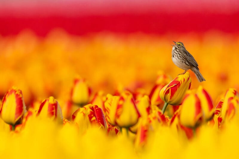 Un pequeño pájaro canta posado sobre un tulipán amarillo y rojo, un campo está lleno de tulipanes en flor similares, con un fondo borroso de flores naranjas y rojas.