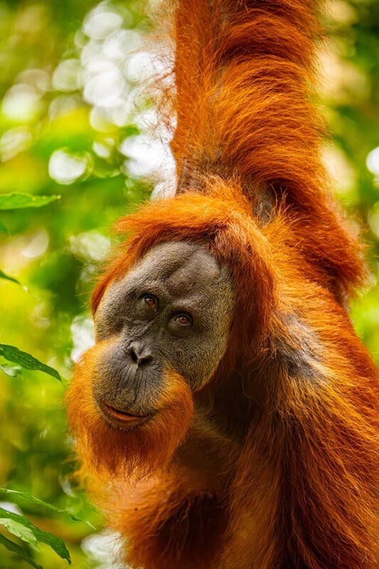 Primer plano de un orangután con pelaje naranja brillante colgando de la rama de un árbol en un bosque verde y exuberante, mirando directamente a la cámara.