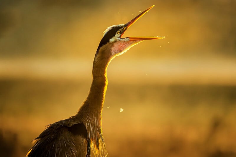 Una garza abrió su pico, brillando intensamente bajo la cálida y dorada luz del sol. Se pueden ver pequeños insectos alrededor de su cabeza y el fondo está suavemente difuminado en tonos amarillos y marrones.