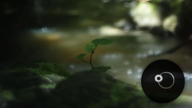 En un bosque borroso y suavemente iluminado, una pequeña planta con hojas redondas crece entre rocas cubiertas de musgo. En la esquina inferior derecha hay una ilustración de una figura circular con dos puntos conectados por una línea.