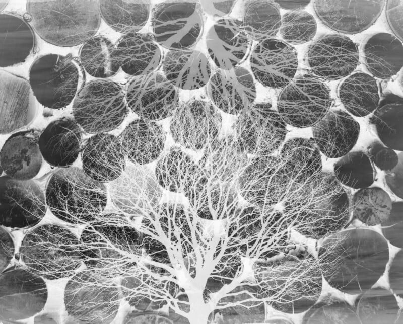 A double exposure image showing a leafless tree, its branches spreading out, overlaid on a background of stacked circular wood logs in shades of grey.