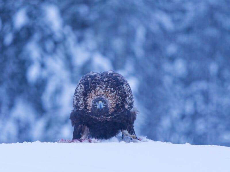 A golden eagle stands on snow with wings slightly spread, staring directly at the camera, in a wintry forest setting. The bird appears to be feeding, with traces of prey beneath it.