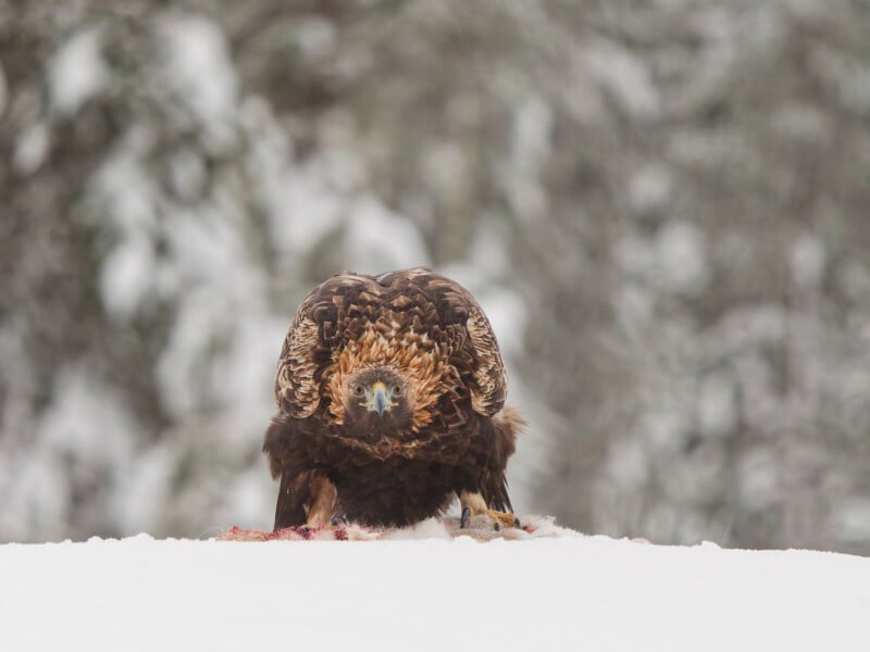 A golden eagle crouches over its prey on snowy ground, staring directly at the camera with a background of blurred, snow-covered trees.