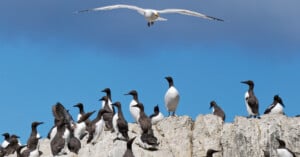 Many black-and-white seabirds stand on rocky cliffs under a blue sky, while a single white bird with outstretched wings flies overhead.