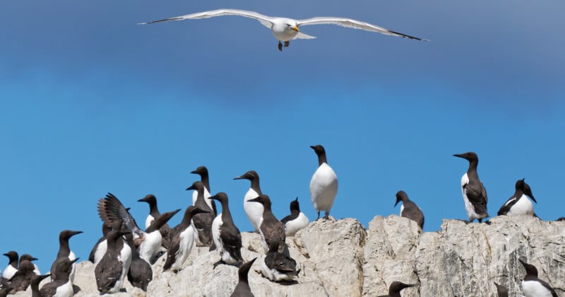 Hay muchas aves marinas blancas y negras paradas en los acantilados rocosos bajo el cielo azul, y un pájaro blanco extiende sus alas y vuela sobre sus cabezas.
