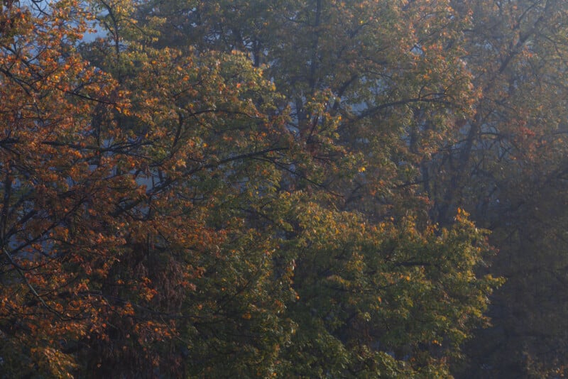 Los árboles otoñales son exuberantes con hojas verdes, amarillas y naranjas bañadas por la suave y brumosa luz del sol. La escena parecía brumosa y la luz del sol se filtraba a través de las ramas e iluminaba las hojas.
