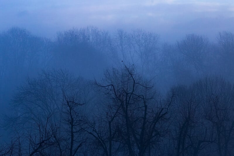 Los árboles desnudos se alzan en una espesa niebla azul, con ramas negras recortadas contra el fondo brumoso, creando una escena de bosque inquietante y atmosférica.