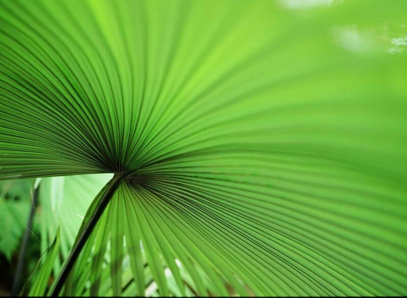 Primer plano de una gran hoja de palma verde con líneas radiantes y un punto central que muestra su textura y textura detalladas. El fondo está ligeramente difuminado con tonos verdes.