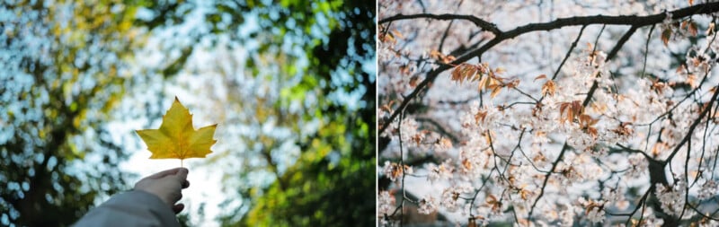 Split image: Left side shows a hand holding a yellow maple leaf against a blurred background of green foliage; right side features cherry blossom branches with pale pink flowers in soft sunlight.