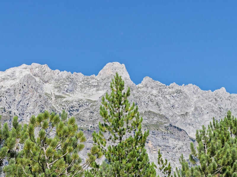 Pinos en primer plano, escarpadas montañas rocosas y un cielo azul claro al fondo.
