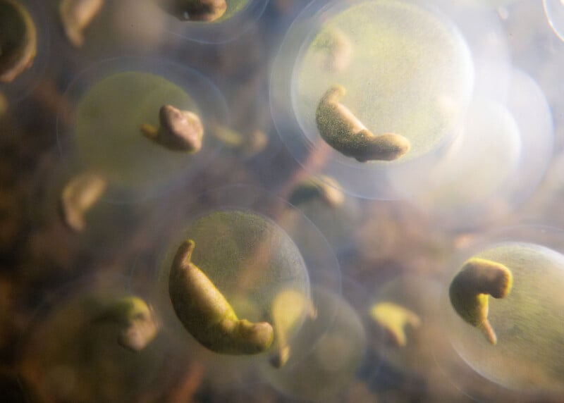 Close-up image of several small amphibian embryos curled up inside transparent, spherical eggs, surrounded by a soft, glowing light.