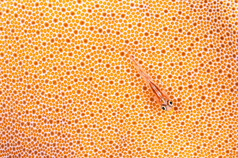 A small, translucent orange fish with large eyes rests on a vibrant orange and yellow spotted surface, blending in with the textured, polka-dotted background.