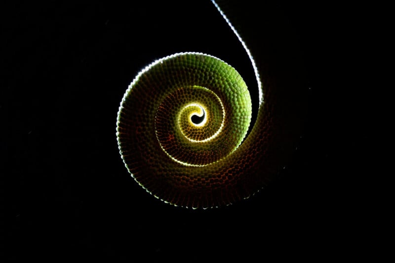 A close-up of a chameleon's tail tightly coiled in a spiral pattern, illuminated to highlight its textured green and yellow scales against a black background.