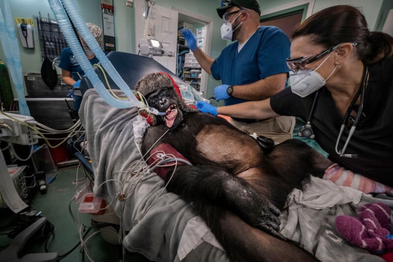 A sedated gorilla lies on an operating table, surrounded by veterinary staff in masks and scrubs, with medical equipment and monitors nearby inside a veterinary clinic.