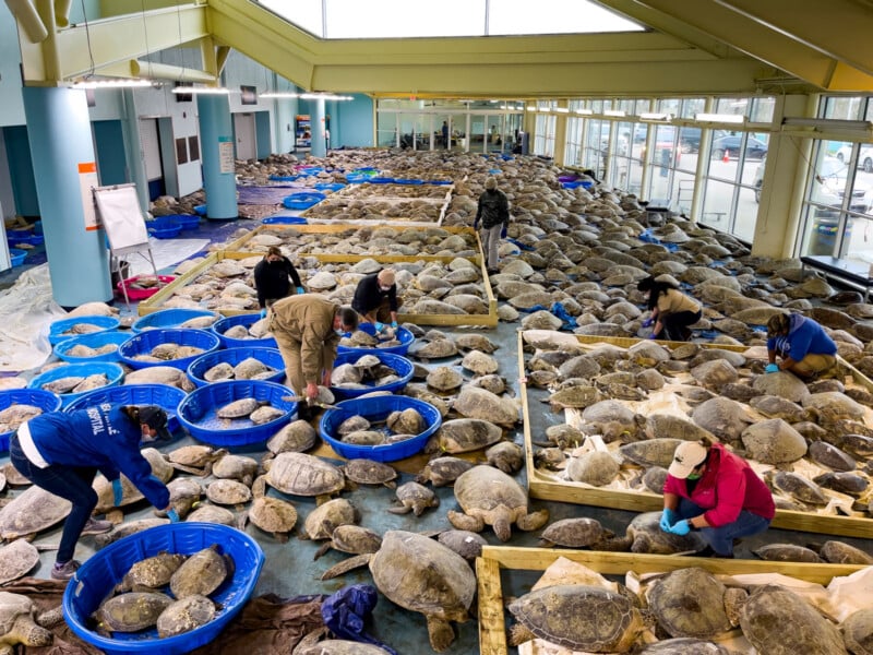 Hundreds of sea turtles in a large indoor facility, with people in gloves sorting and caring for them using blue tubs and wooden crates. Sunlight streams through large windows on the right side of the room.