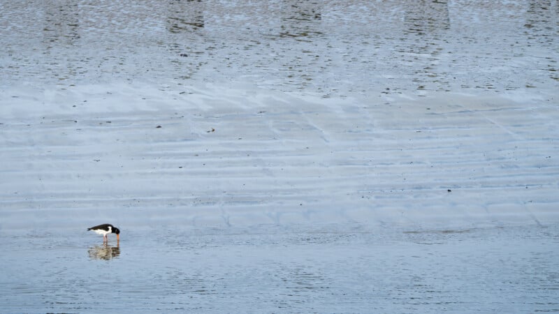 A solitary black and white bird stands in shallow water, dipping its beak, with rippled patterns in the wet sand stretching across the background.