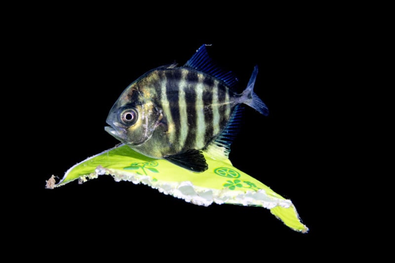 A fish swims alongside a torn piece of yellow-green plastic against a black background, highlighting the issue of ocean pollution.