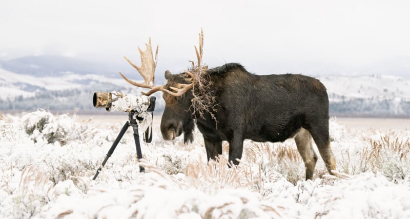 A moose with branches tangled in its antlers stands in a snowy field next to a large camera on a tripod, as if inspecting or posing for a photo. Snow covers the ground and distant hills.
