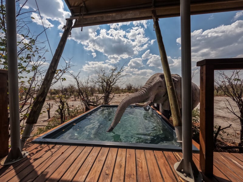 An elephant drinks water from a rectangular pool on a wooden deck under a canopy, with dry trees and a partly cloudy sky in the background.