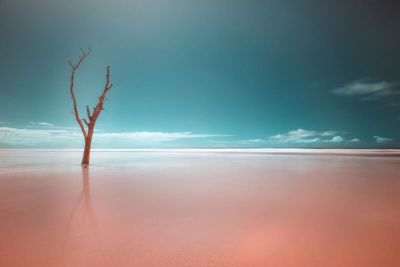 A single barren tree stands in shallow pink water under a clear blue sky, with soft clouds on the horizon and smooth reflections on the tranquil surface.