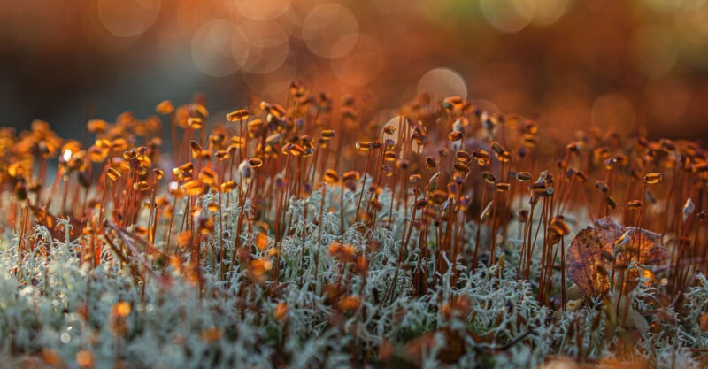 Close-up of tiny orange-brown moss sporophytes growing among pale green moss, with sunlight creating a warm, glowing bokeh effect in the blurred background.