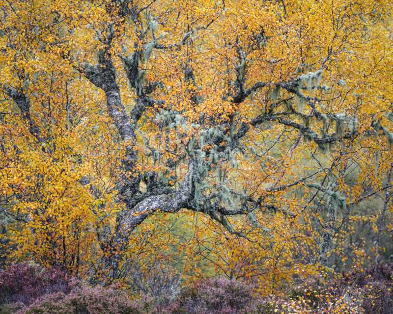 A tree with twisting branches covered in lichen stands amid autumn foliage, displaying bright yellow leaves. Soft purple shrubs grow at the base, creating a colorful, natural forest scene.
