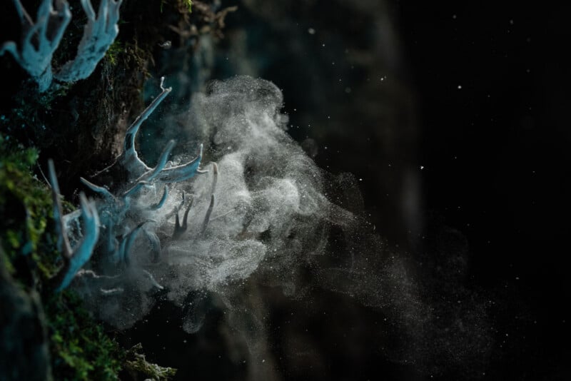 A close-up of fungi on a tree releasing a smoky cloud of spores into the dark air, with green moss and textured bark visible on the left.