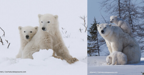 Two images of polar bears: on the left, a mother and two cubs sit in the snow; on the right, a mother bear sits while two cubs climb on her, with snow-covered ground and trees in the background.
