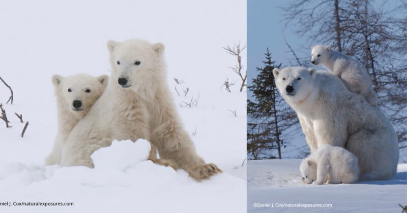 Dos imágenes de osos polares: a la izquierda, una madre y dos cachorros sentados en la nieve; a la derecha, un oso polar. A la derecha, una madre osa sentada con dos cachorros trepando encima de ella, contra un fondo de suelo y árboles cubiertos de nieve.