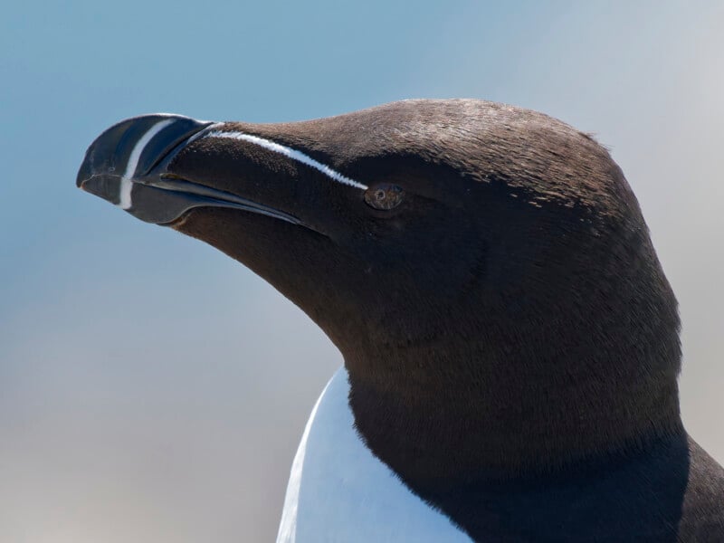 Primer plano de la cabeza de una alca, mostrando su grueso pico negro con líneas blancas, cabeza marrón oscuro y pecho blanco, sobre un fondo suave y borroso.