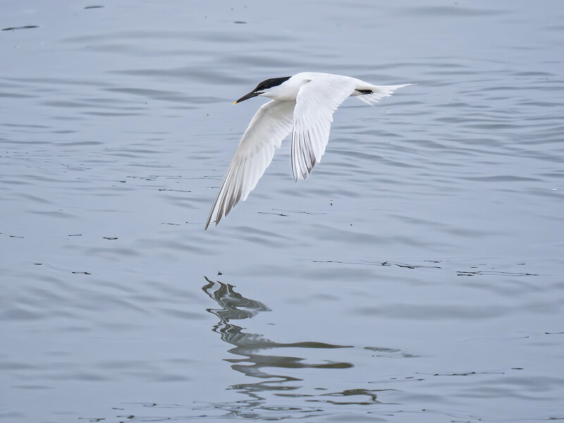 Un pájaro blanco con manchas negras en la cabeza y un pico amarillo volaba bajo sobre las tranquilas aguas. Extendió sus alas y su reflejo era claramente visible en el agua.