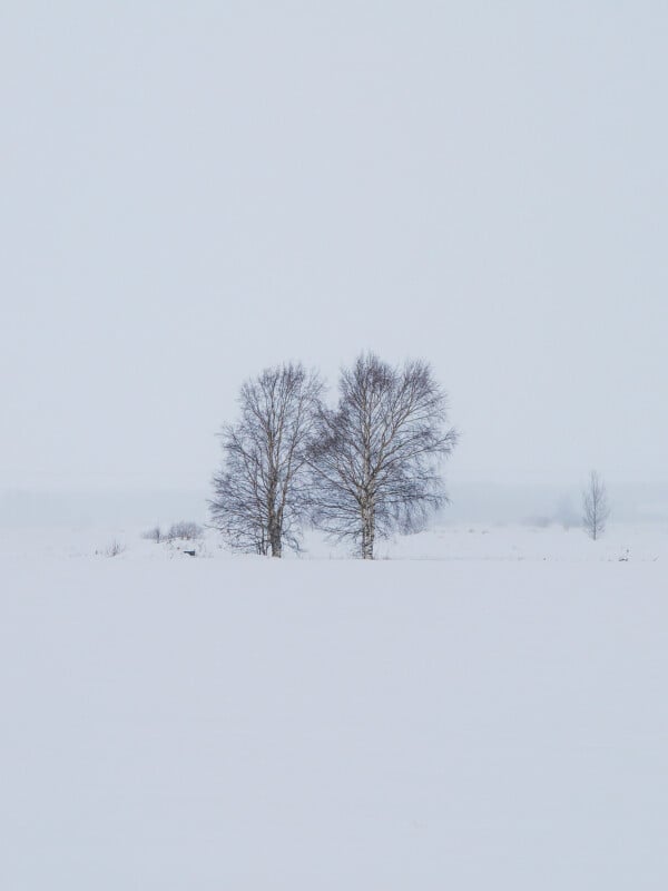 Árboles en el campo nevado.