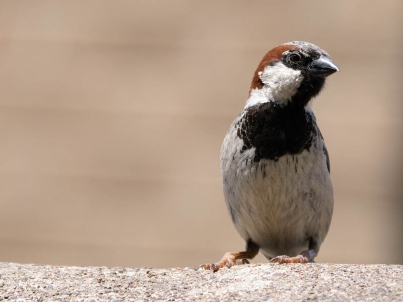 A close-up photo of a house sparrow with brown, black, and white feathers standing on a concrete surface, facing slightly left with a blurred beige background.