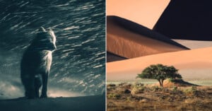 Left: A wolf sits in the snow at night, illuminated by dramatic light and swirling flakes. Right: A lone tree stands in a desert landscape with large, sunlit sand dunes in the background.