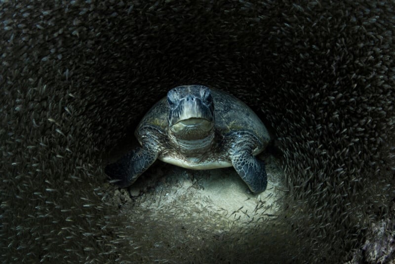 A sea turtle rests on the ocean floor, surrounded by a dense swirling school of small fish, creating a circular pattern around the turtle.