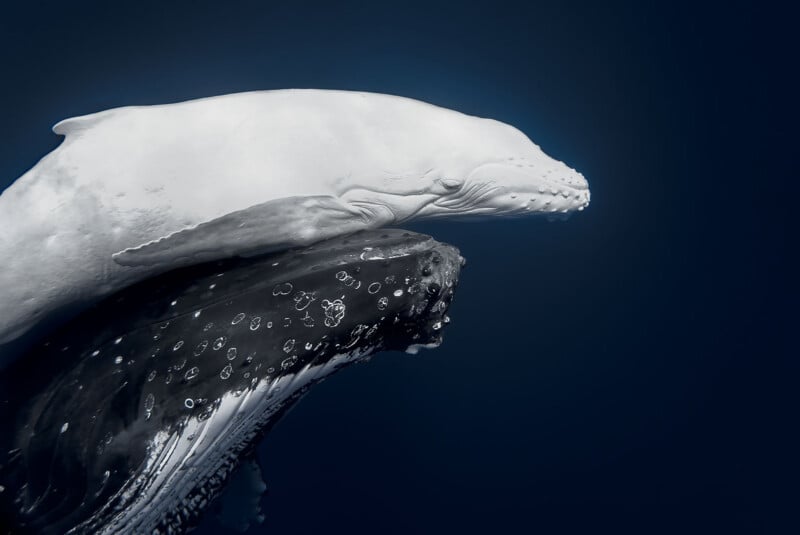 A baby humpback whale swims closely above an adult whale in deep blue ocean water, creating a striking contrast between their light and dark bodies.