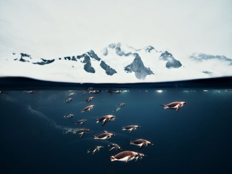 A split-view photo shows several penguins swimming underwater, with bubbles trailing them. Above the water, snowy mountains and a cloudy sky are visible in the background.
