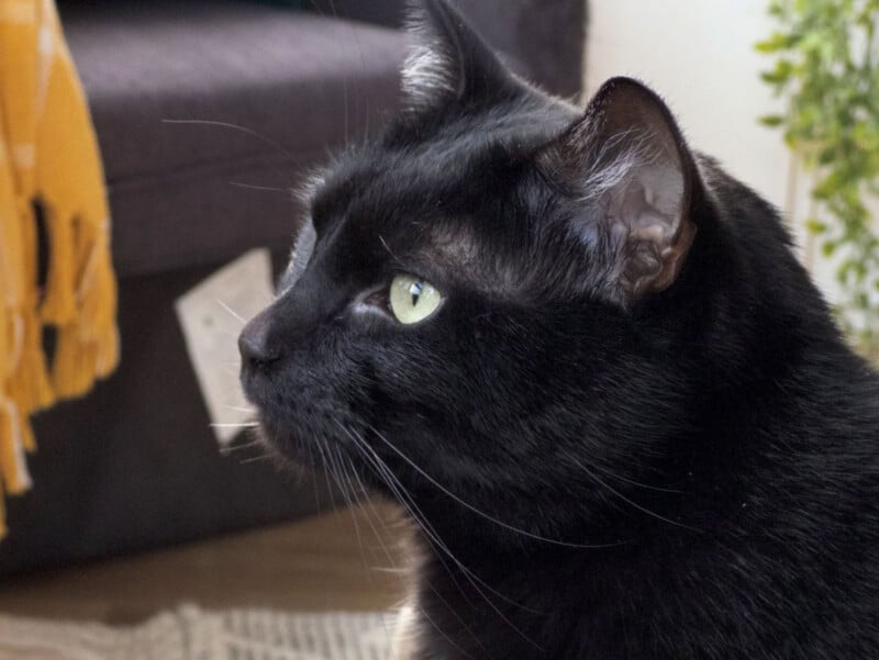 Primer plano de un gato negro con ojos verdes mirando hacia la izquierda. Hay un sofá oscuro, una manta amarilla y una planta verde al fondo.