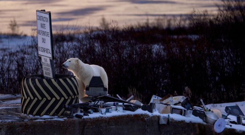 A polar bear stands near a construction site sign and rummages through a pile of discarded electronics and debris on snow-covered ground at dusk.