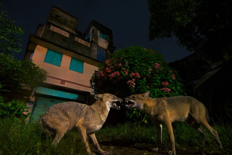 Two jackals face each other with open mouths, appearing to snarl or communicate, in a grassy area at night. Behind them is a pink building with blue windows and flowering bushes. The scene is dramatically lit.